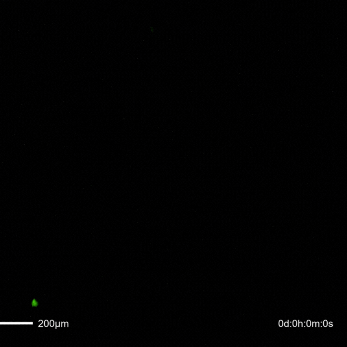Analysis of BacMam Transduced HeLa Cells with High-Throughput Live